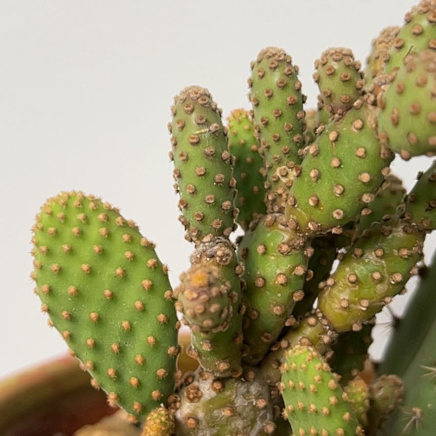 Photo of the plant species Cinnamon Bunny Ears by @FestalMoonwort named Sigmund on Greg, the plant care app