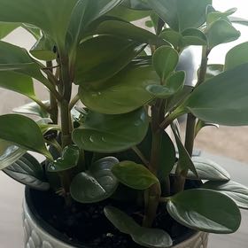 Photo of the plant species Baby Rubber Plant by @BabyLimetuff named Marilyn on Greg, the plant care app