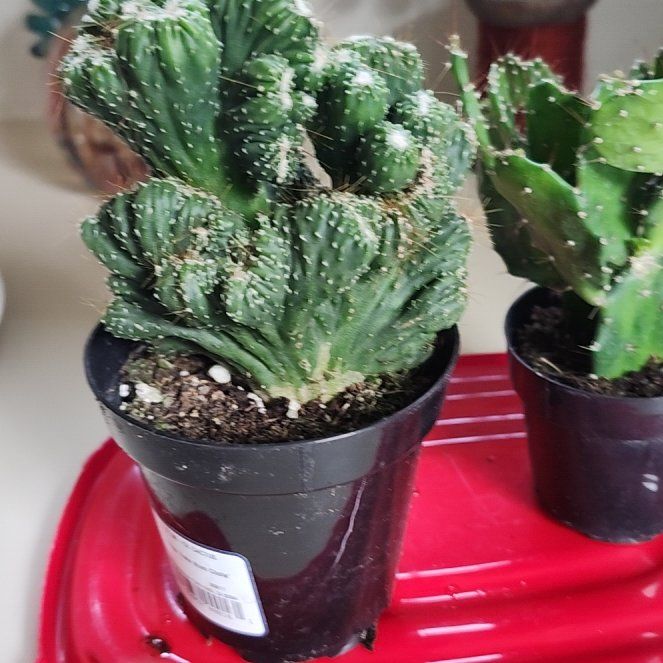 Photo of the plant species Cereus 'Yoke Num Chote' by @VastBrazilwood named Queen on Greg, the plant care app