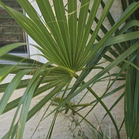 Photo of the plant species Sabal Palm by @OpulentHeather named Bruce Lee on Greg, the plant care app