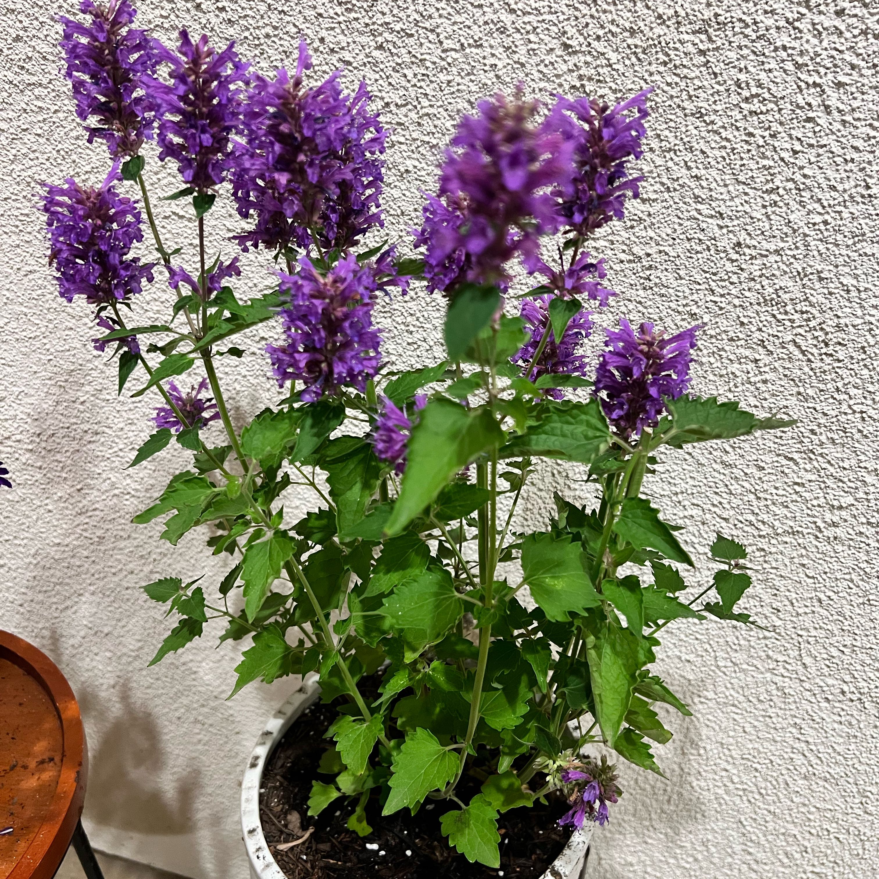 Photo of the plant species Anise-Hyssop by @HipGermaniris named Kobe on Greg, the plant care app