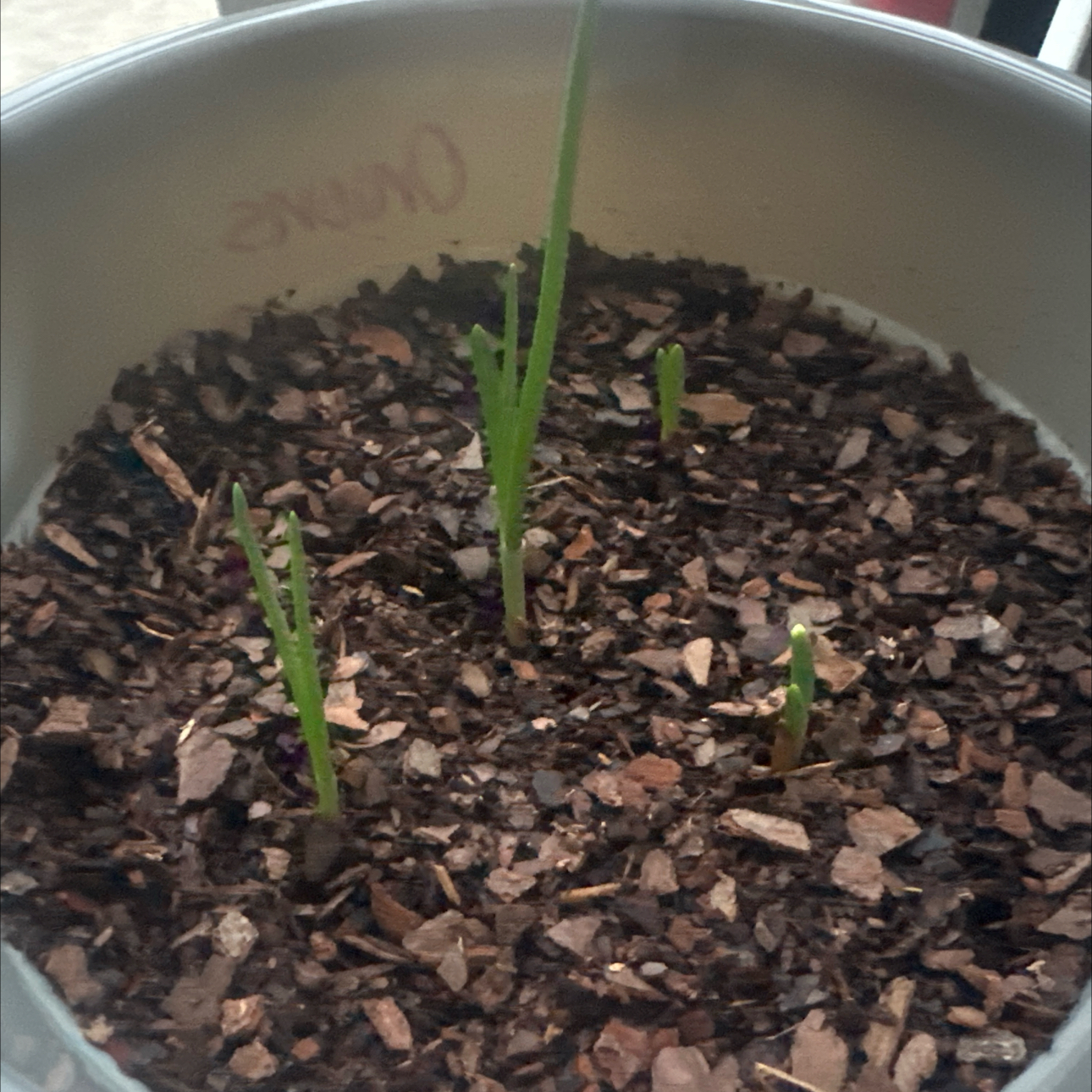 Photo of the plant species Small Yellow Onion by @Sheliwaili named Marley on Greg, the plant care app