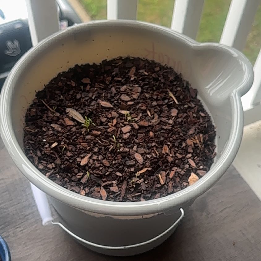 Photo of the plant species Baby Carrot by @Sheliwaili named Donald Trump on Greg, the plant care app