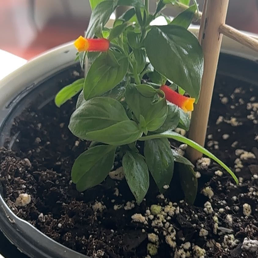 Photo of the plant species Candy Corn Vine by @WholePhysicnut named Pax on Greg, the plant care app