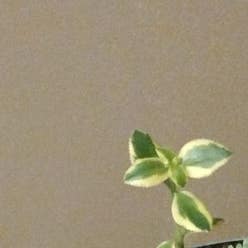 Baby Sun Rose plant