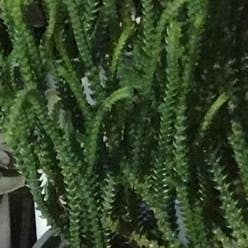 Rattail Crassula plant