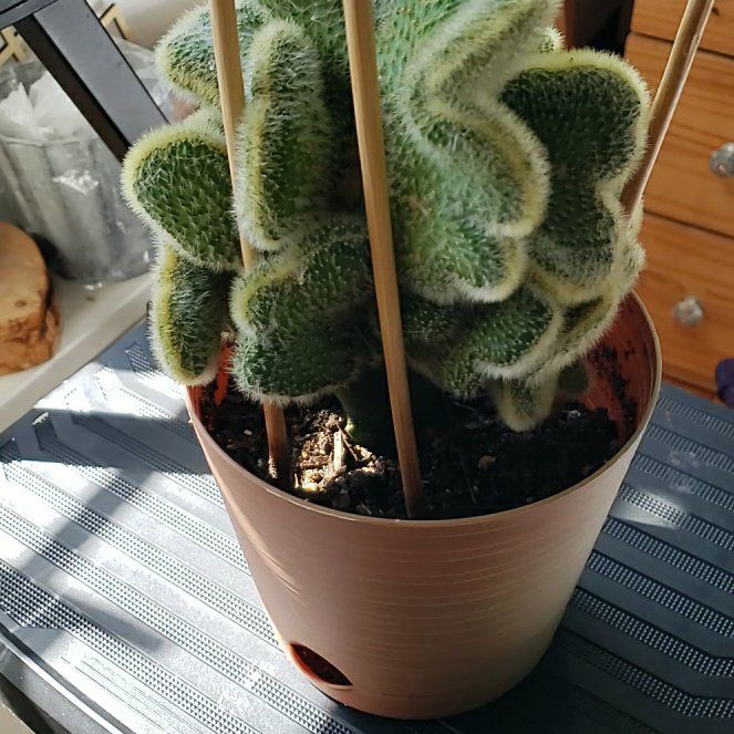 Photo of the plant species Hildewintera Aureispina Crest Variagated Grafted by @LuckyWolflichen named Gomez on Greg, the plant care app