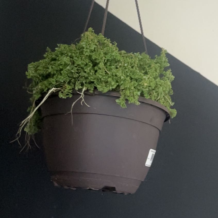 Ashley | A plant by @ElderDeergrass on Greg