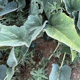 Photo of the plant species Buffalo Gourd by @SuperPrasium named Kobe on Greg, the plant care app
