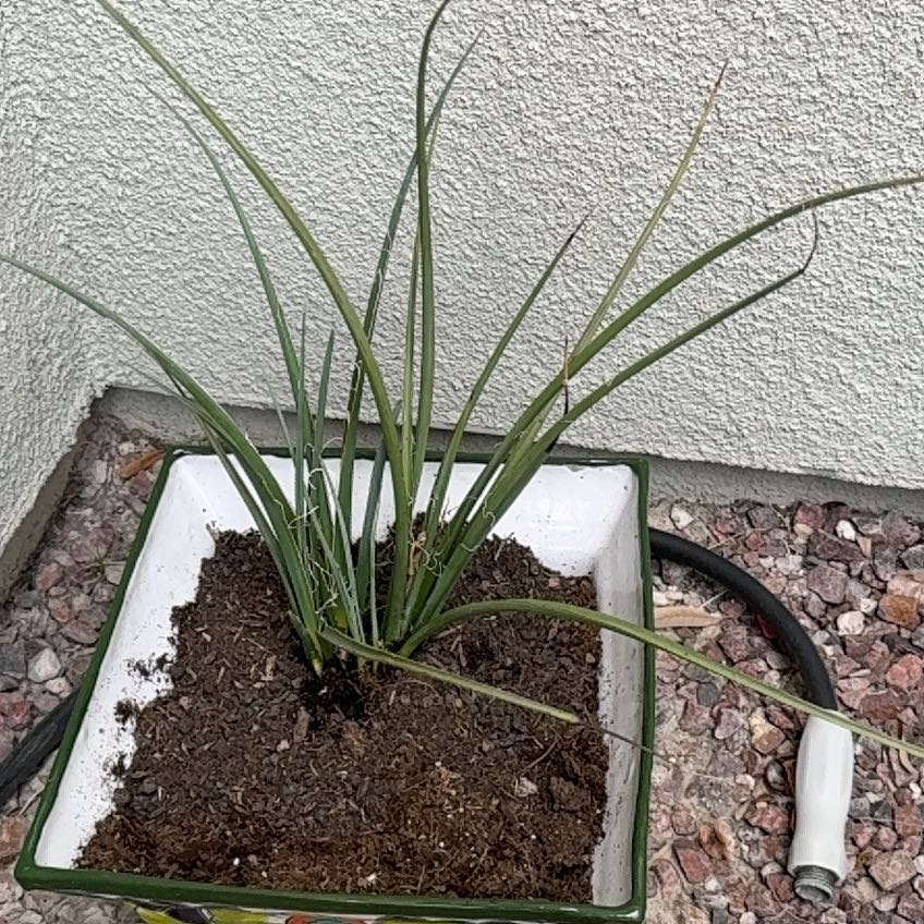 Photo of the plant species Red Yucca by @AgilePigsqueak named Ginger on Greg, the plant care app