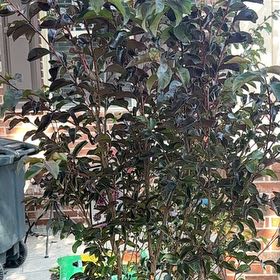 Photo of the plant species Black Diamond Lavender Lace Crape Myrtle by @MajordomoChisme named Drake on Greg, the plant care app