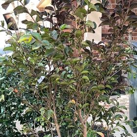 Photo of the plant species Black Diamond Lavender Lace Crape Myrtle by @MajordomoChisme named Rainier on Greg, the plant care app