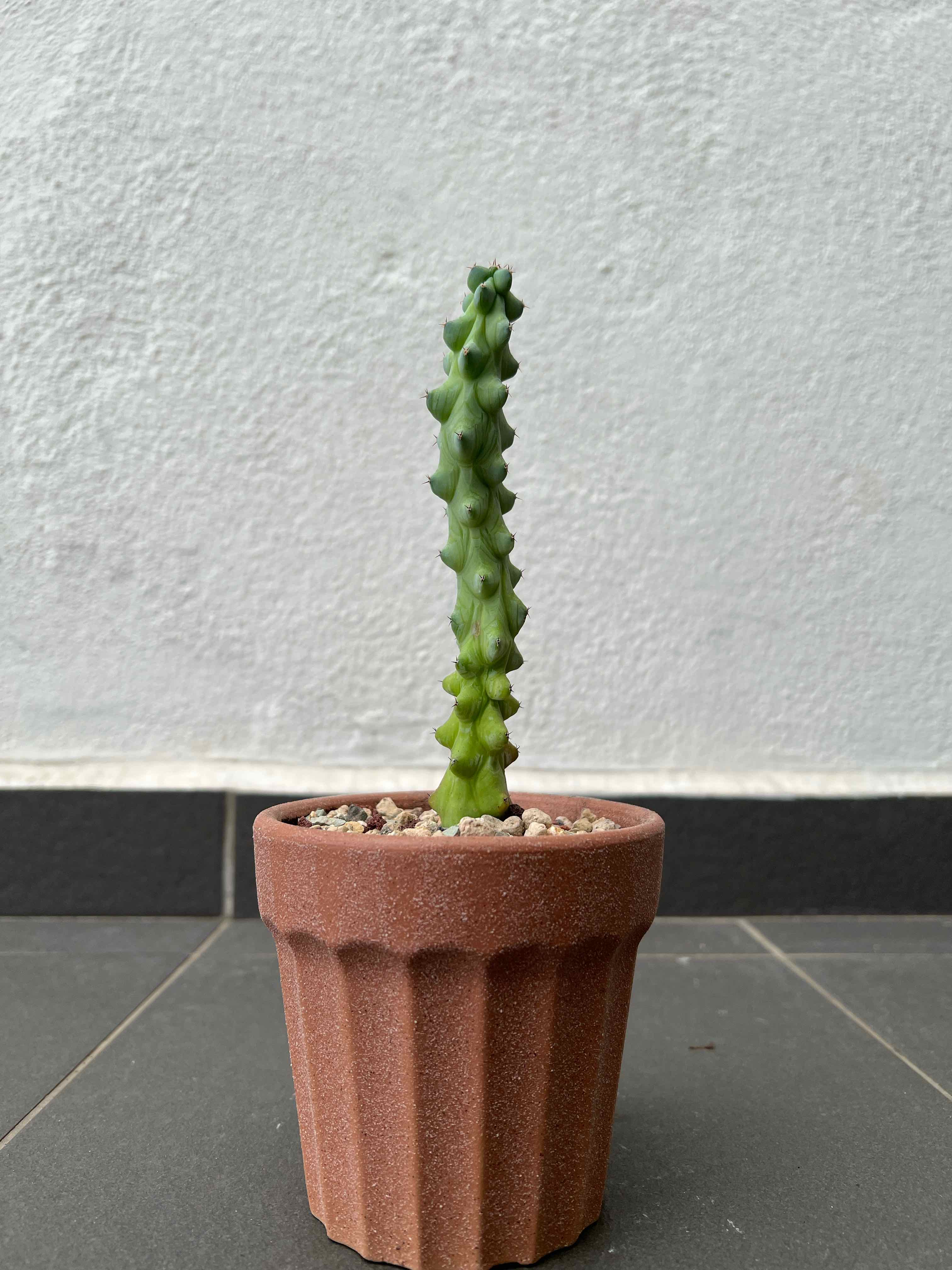 Photo of the plant species Boobie Cactus by @Markous named Büüb on Greg, the plant care app