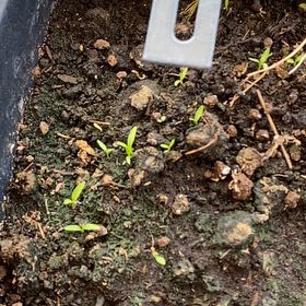 Photo of the plant species Curly (Common) Parsley by @SlickAristaloe named Michelle Branch on Greg, the plant care app