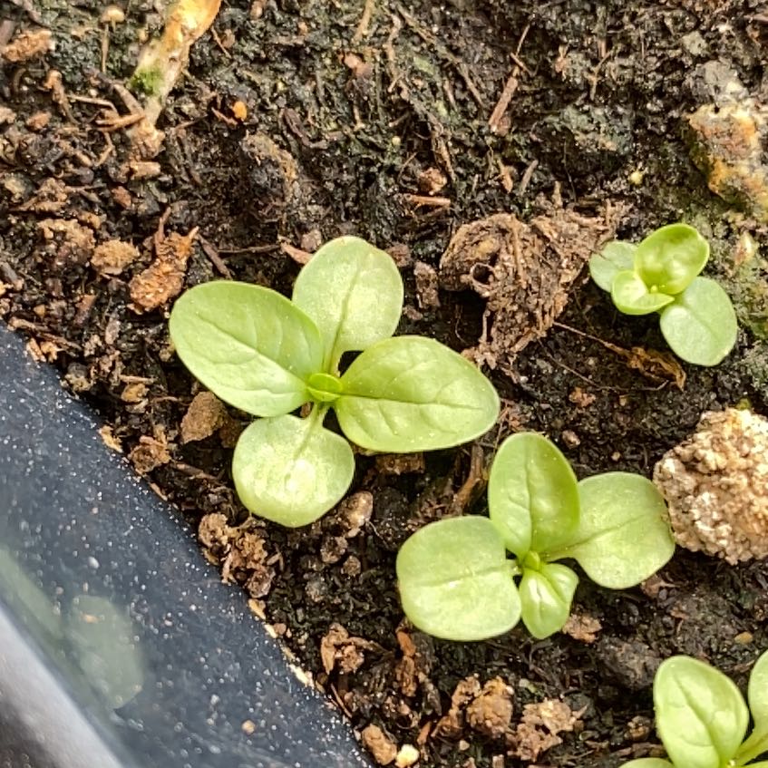 Photo of the plant species Valerianella locusta by @SlickAristaloe named Shakira on Greg, the plant care app