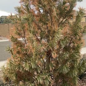 Photo of the plant species Torrey Pine by @ZingLimberpine named Lebron on Greg, the plant care app
