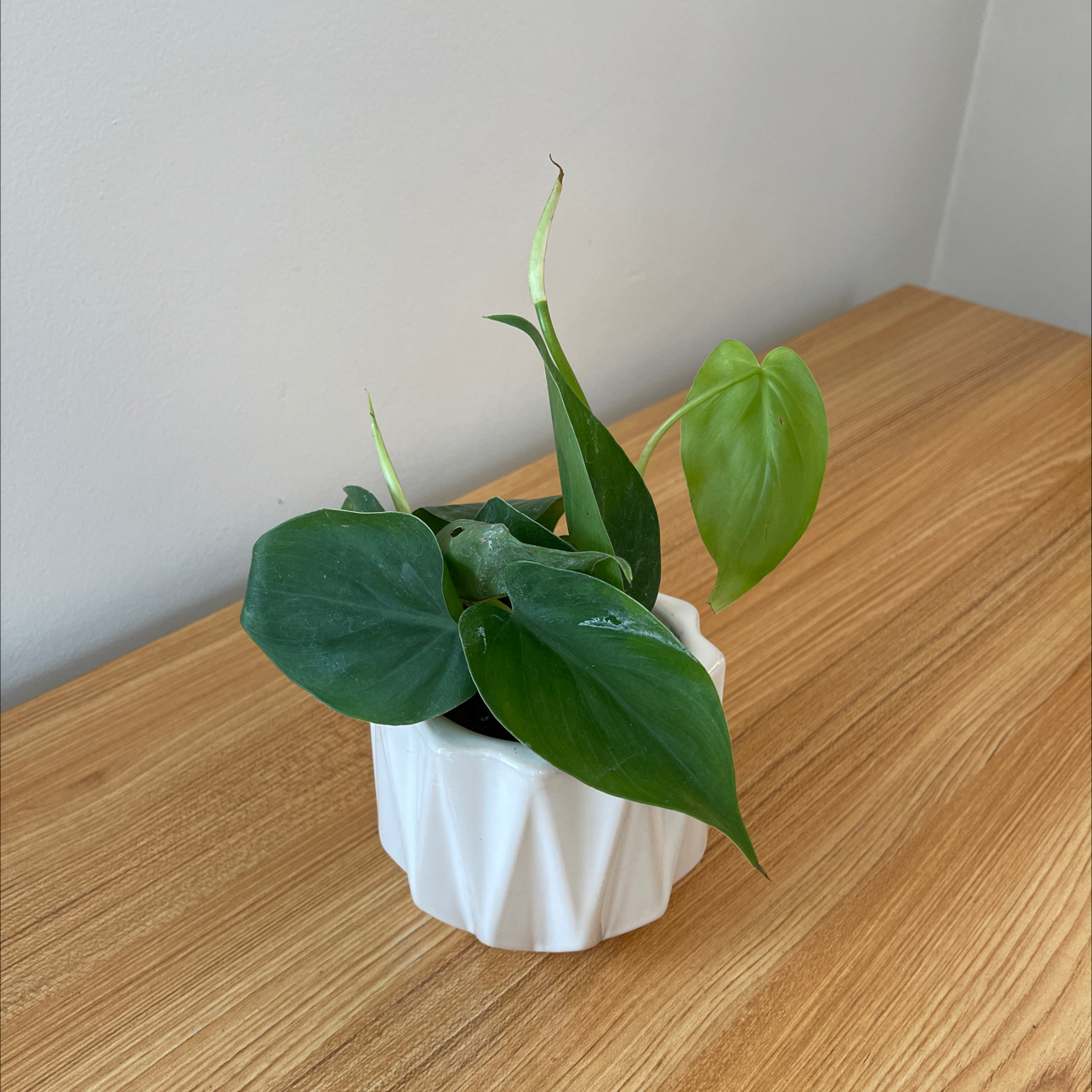 Photo of the plant species Philodendron scandon by @ZestNeoregelia named Phil on Greg, the plant care app