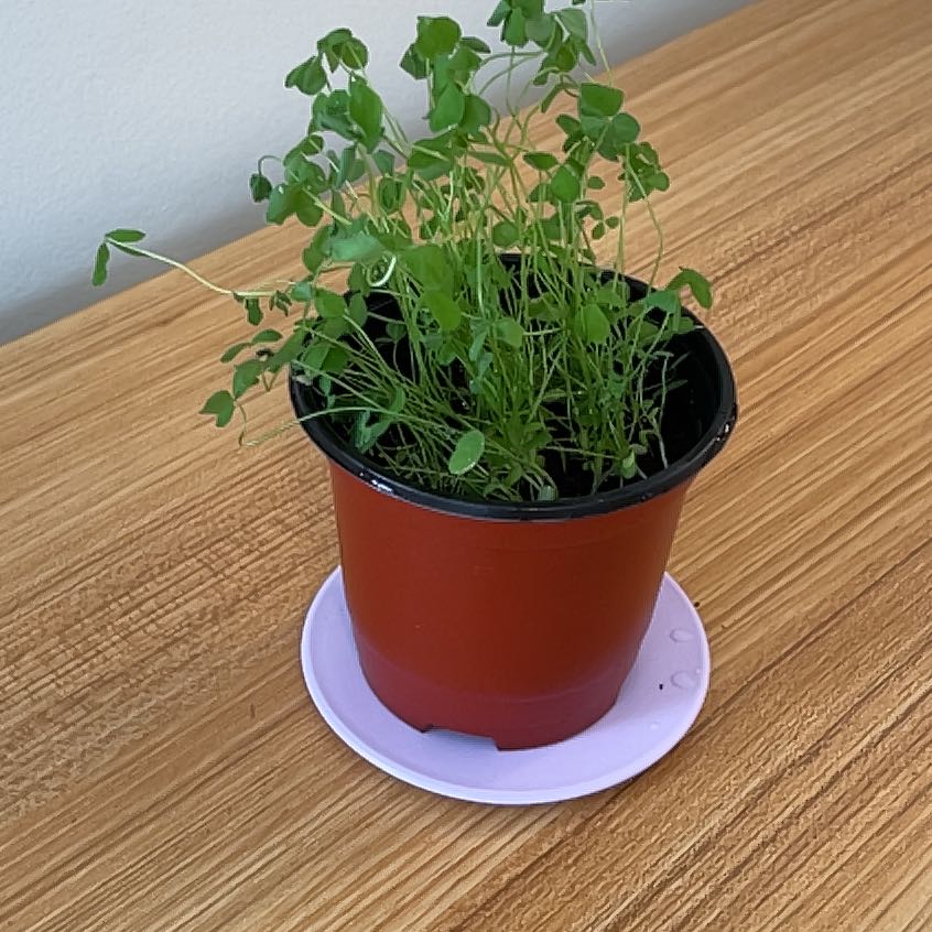 Potted Shamrock plant on a wooden surface, healthy green leaves.
