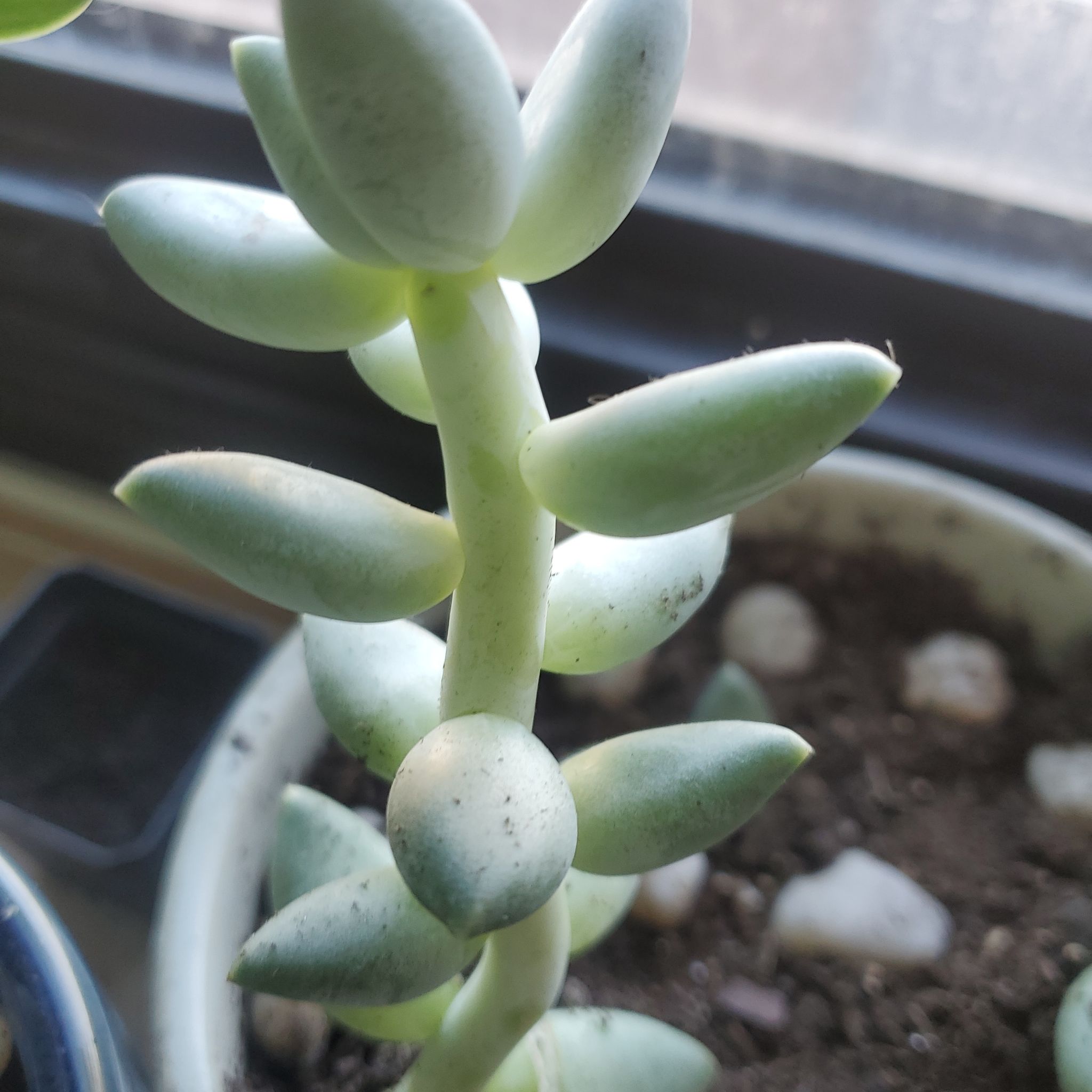 Photo of the plant species Pachyphytum werdermannii by @RandomPlant named Pistachio on Greg, the plant care app