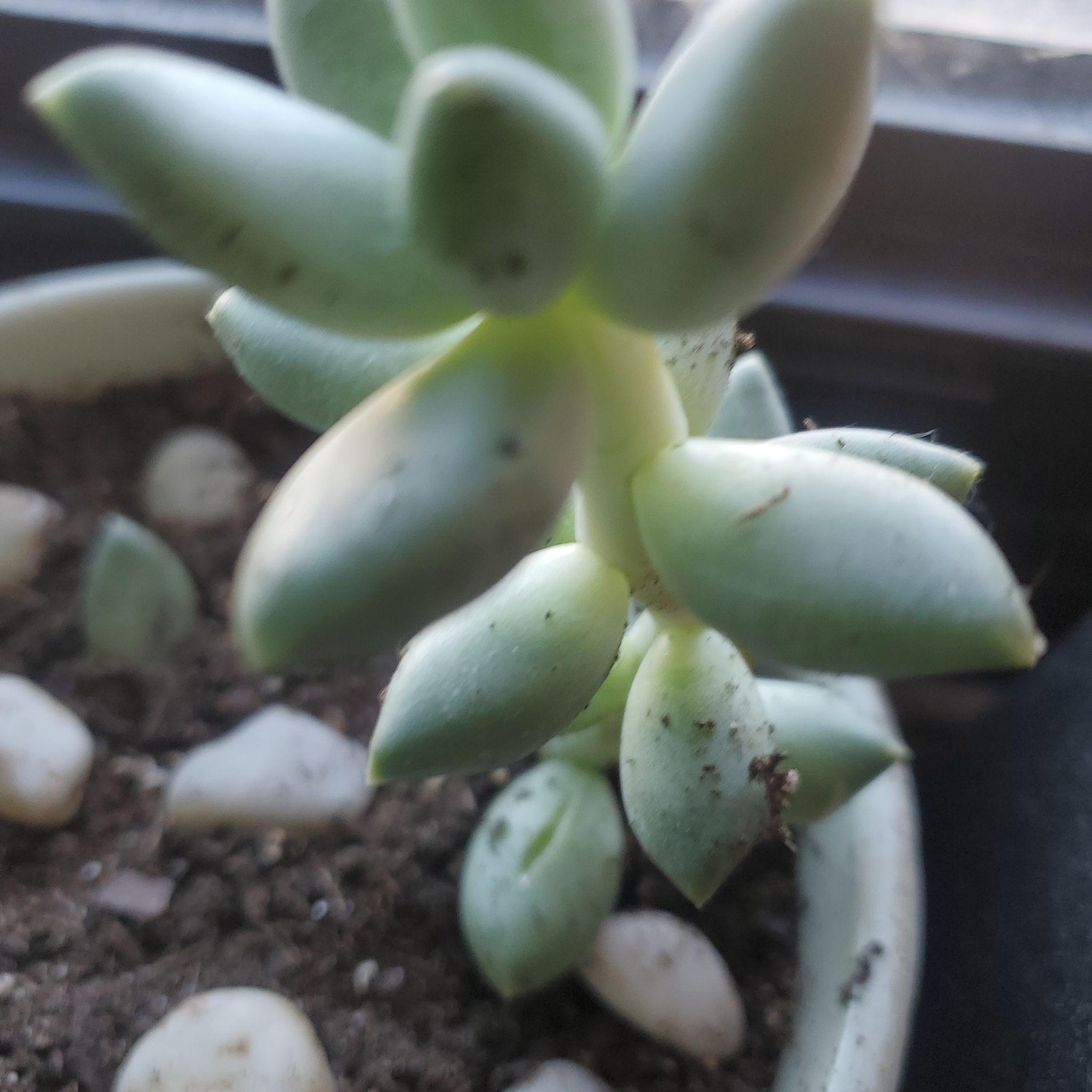 Photo of the plant species Pachyphytum werdermannii by @RandomPlant named Peacan on Greg, the plant care app
