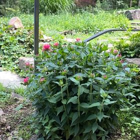 Photo of the plant species Valeriana rubra by @HipHairysedge named Marilyn on Greg, the plant care app