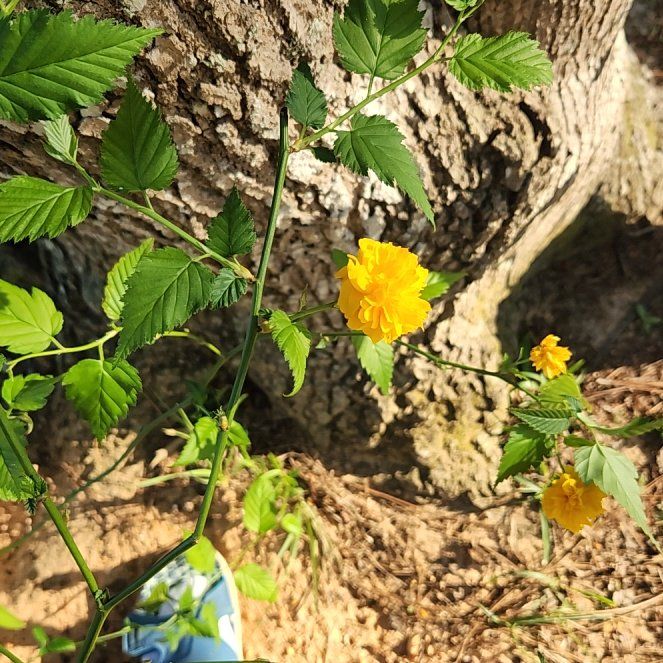 Photo of the plant species Kerria Japonica by @WiseChickpea named Terra on Greg, the plant care app