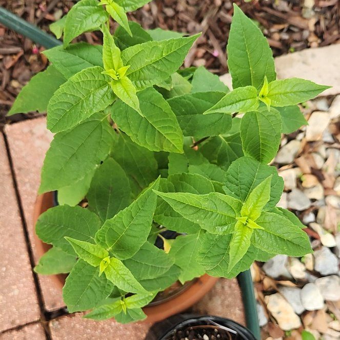 Photo of the plant species Jerusalem Artichoke by @WiseChickpea named Nithin on Greg, the plant care app