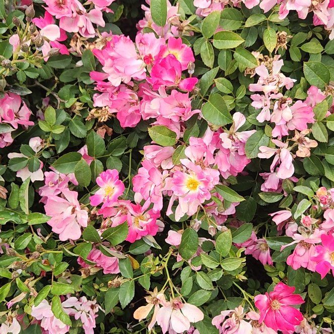 Photo of the plant species Prairie Rose by @WiseChickpea named Aristotle on Greg, the plant care app