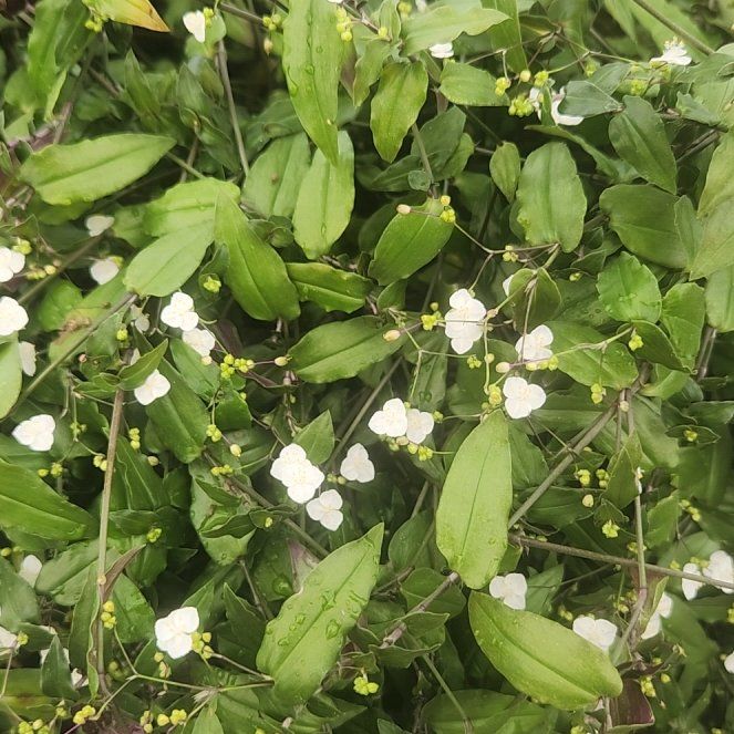 Photo of the plant species Dotted Bridalveil by @WiseChickpea named Harper on Greg, the plant care app