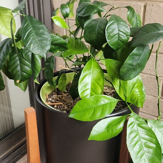 Photo of the plant species Sweet Orange Tree 'Cipo' by @CuteHoyajade named Orange on Greg, the plant care app