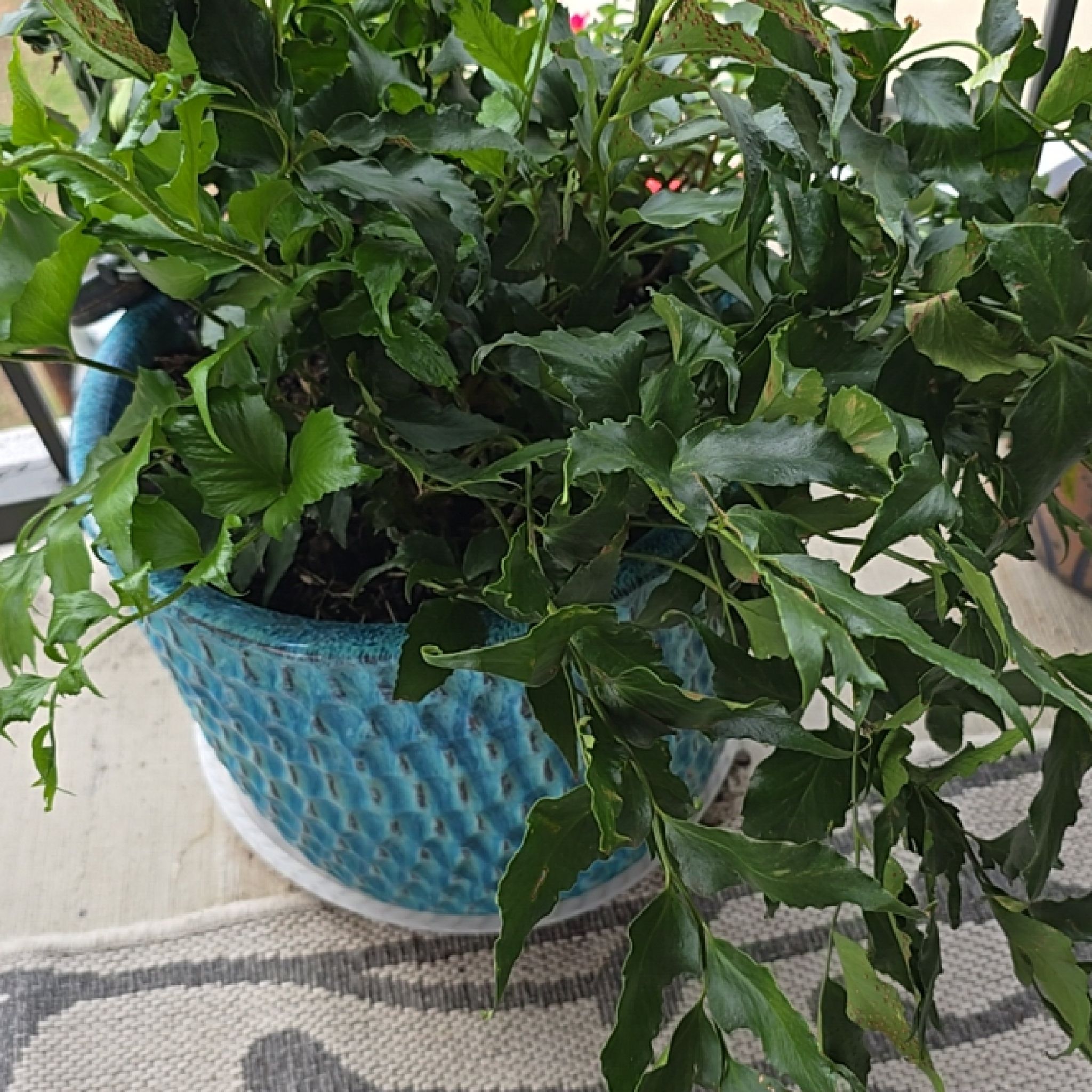 Photo of the plant species Japanese Holly Fern by @MissAmbition named Captain Plant-it on Greg, the plant care app