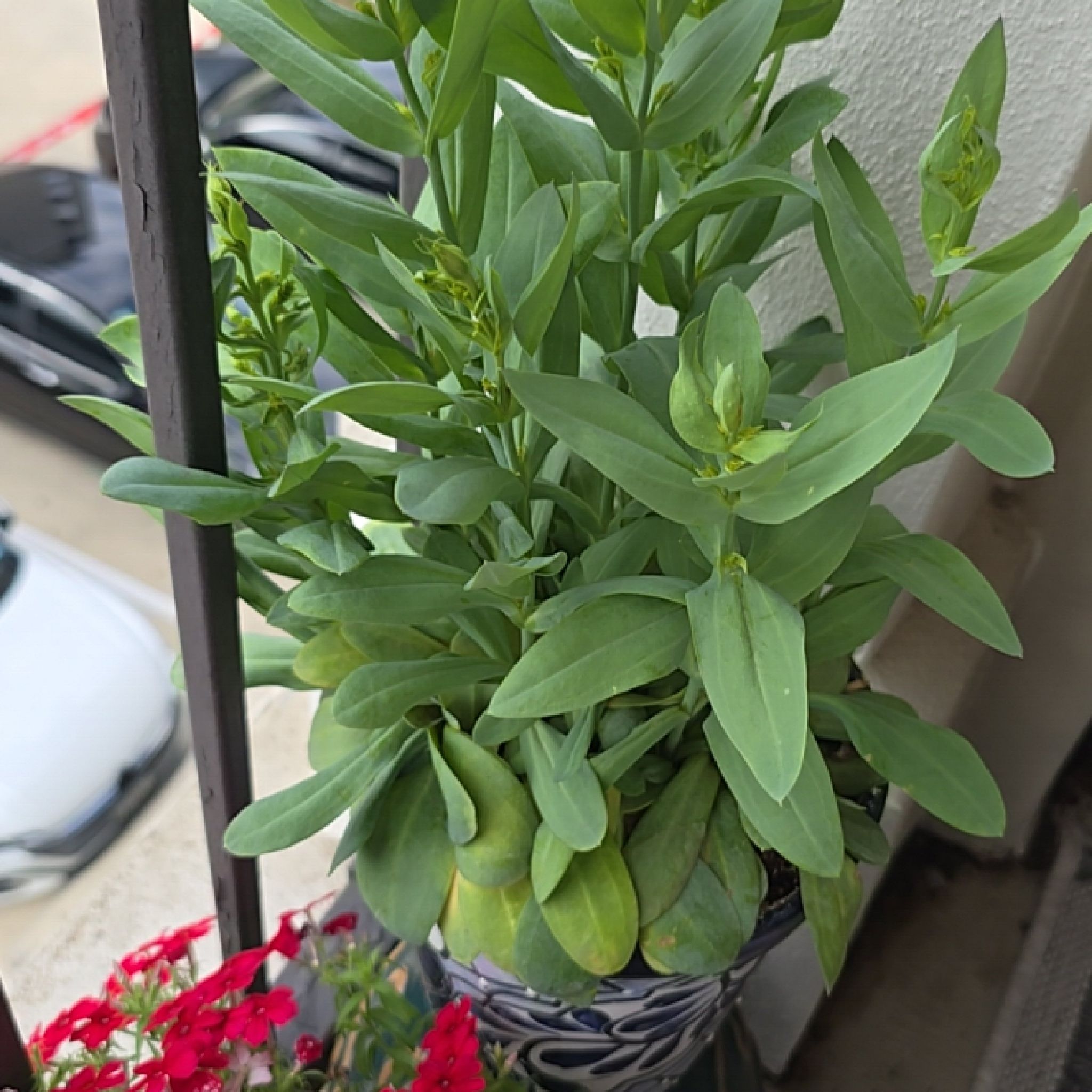 Photo of the plant species Texas bluebells by @MissAmbition named Foxxy on Greg, the plant care app