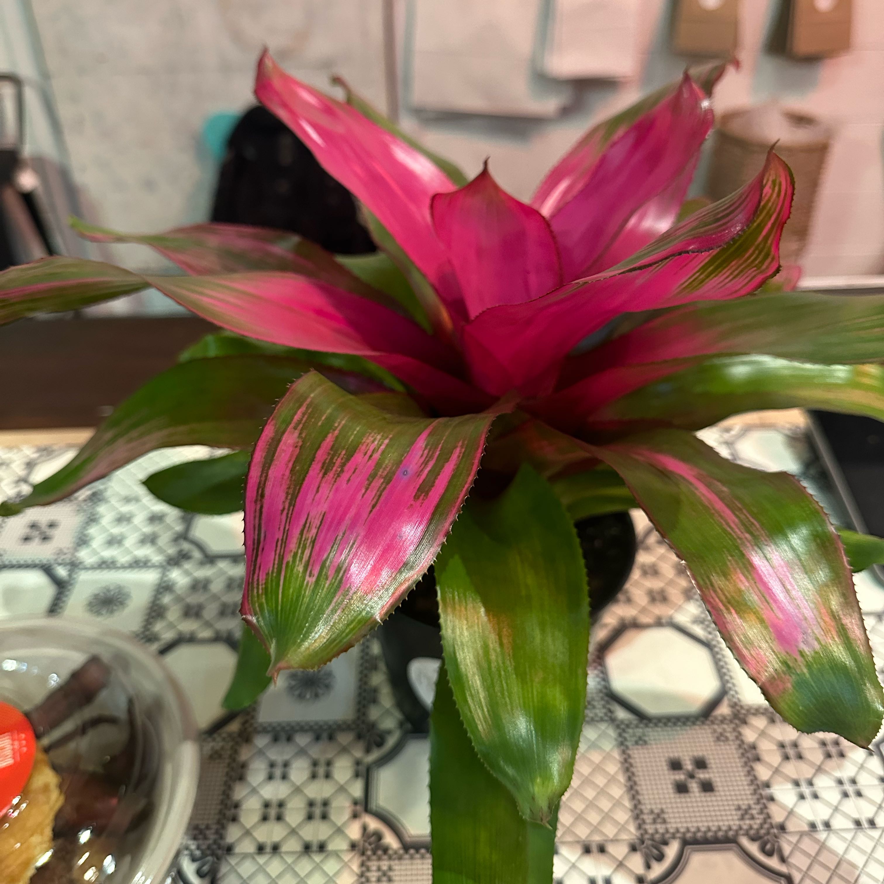 Photo of the plant species Bromeliad by @OutgoingLithop named Aristotle on Greg, the plant care app