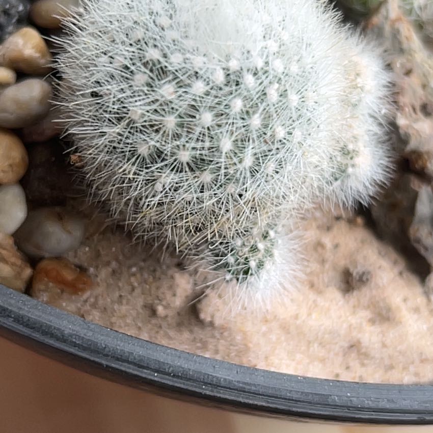 Close-up of a Mammilloydia cactus with white, hairy spines in a pot with visible soil.