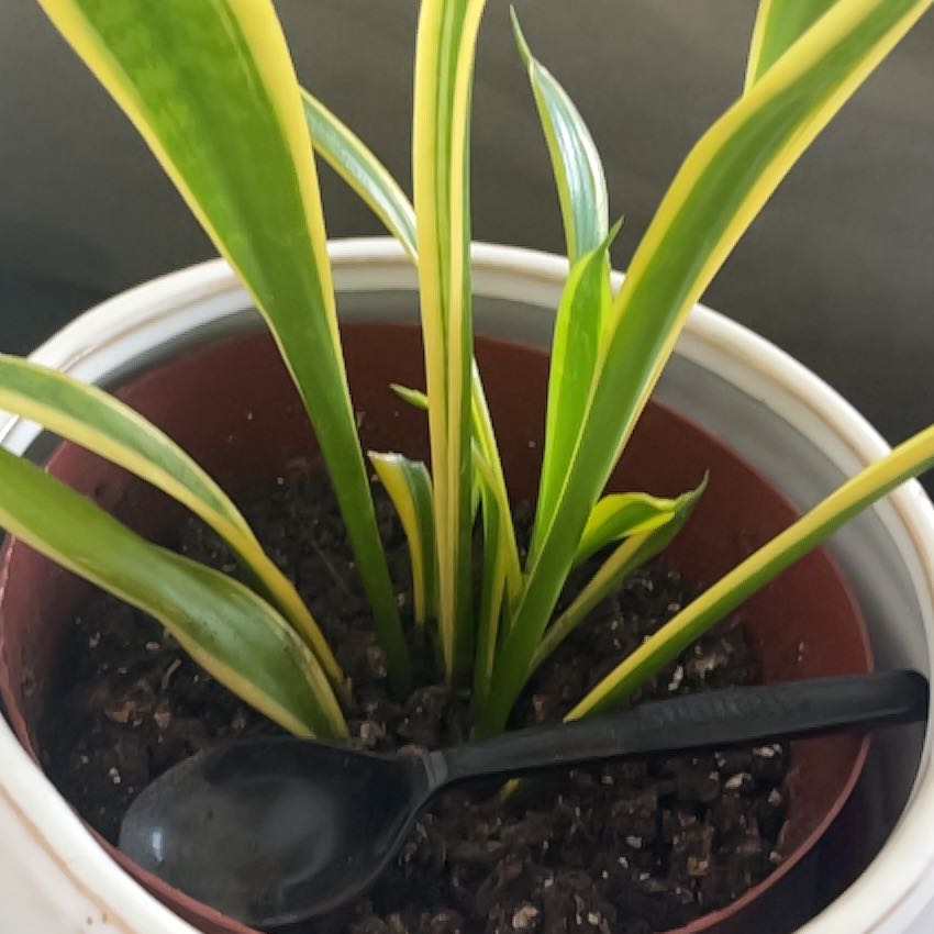Golden Flame Snake Plant in a pot with visible soil and a black spoon.