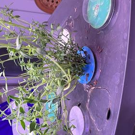 Photo of the plant species Hot & Spicy Oregano by @PromptRedalder named Peter Parker on Greg, the plant care app