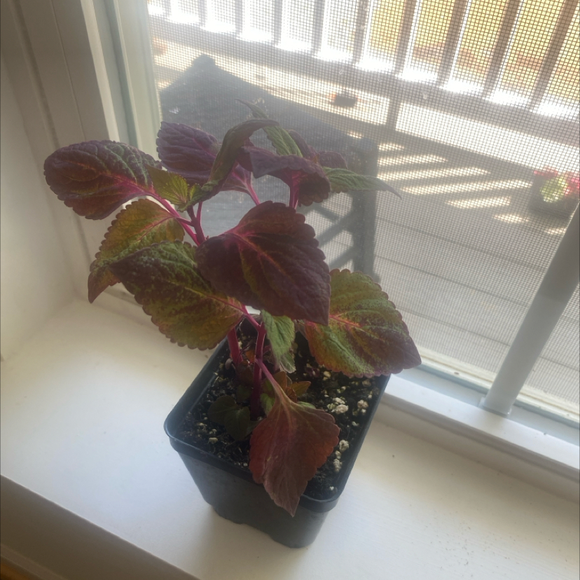 Beefsteak Plant in a pot on a windowsill with vibrant red and green leaves.