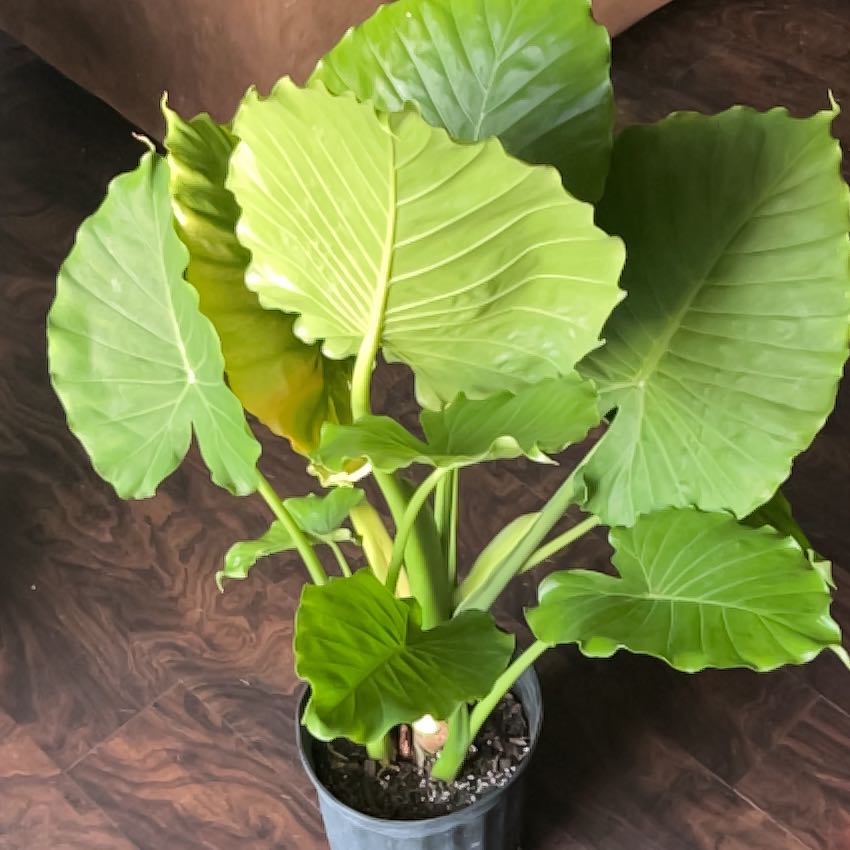 Photo of the plant species Alocasia California by @FastHoyaserpens named Ronaldo on Greg, the plant care app