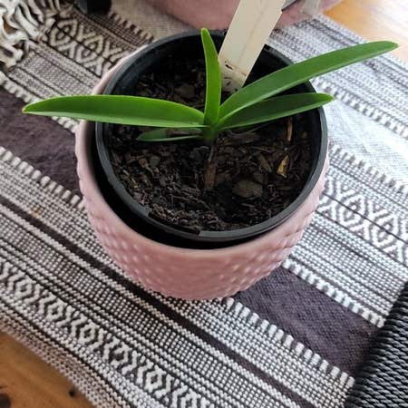 Photo of the plant species Kultana Ruby Orchid by @VenturesomeRimu named Mochi on Greg, the plant care app