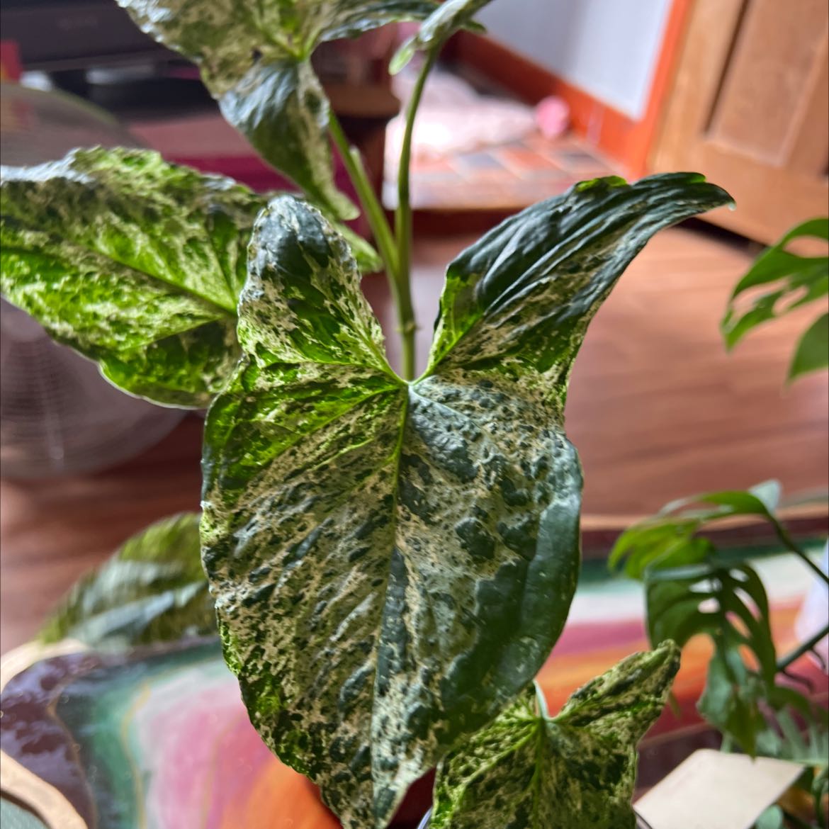 Syngonium podophyllum 'Mojito' with variegated leaves, healthy and vibrant.