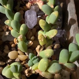 Photo of the plant species Variegated Ice Plant by @FamedSkunkvine named Emerson on Greg, the plant care app