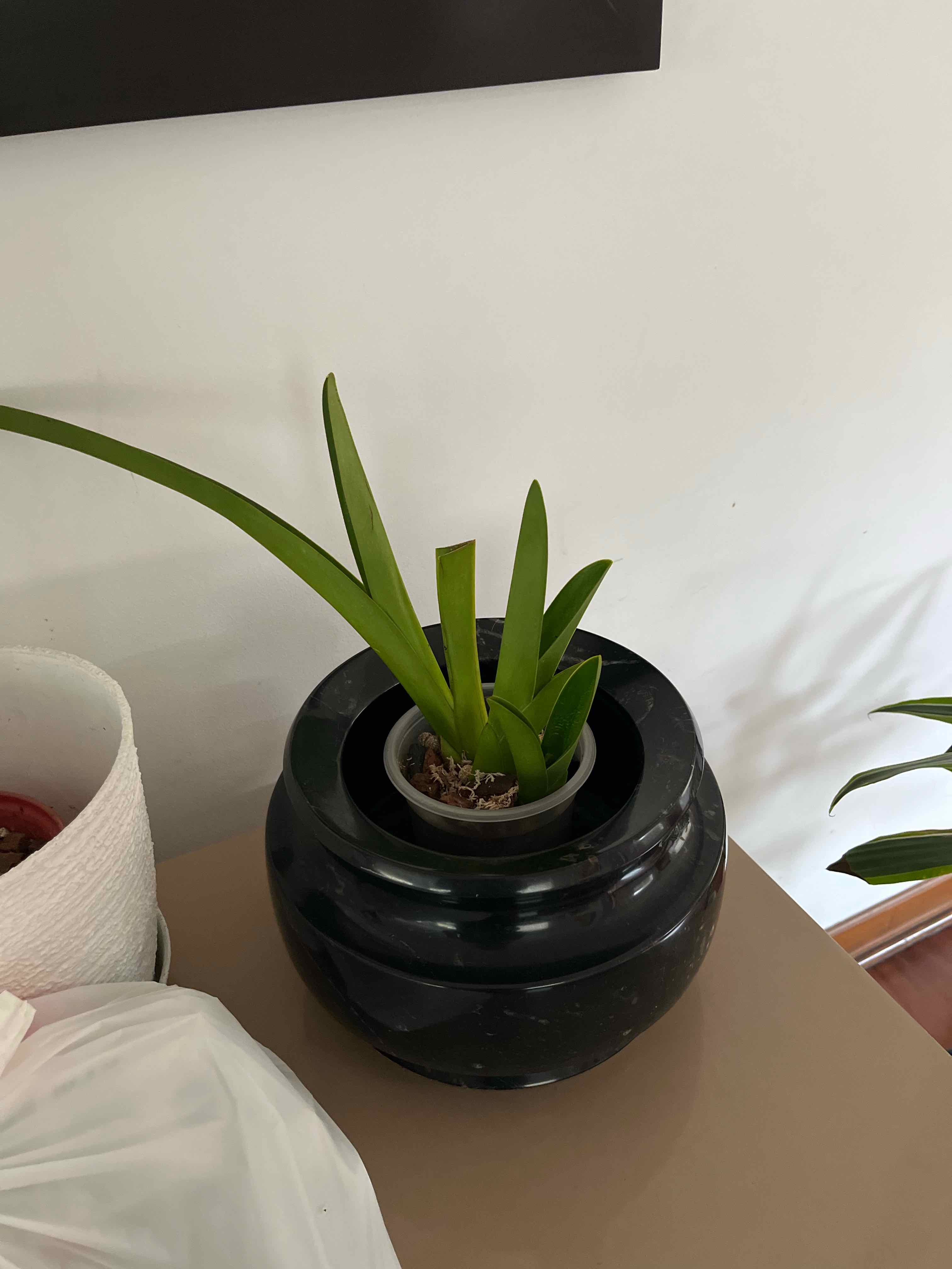 Photo of the plant species Lady's Slipper Orchid by @Ani183 named Hemingway on Greg, the plant care app