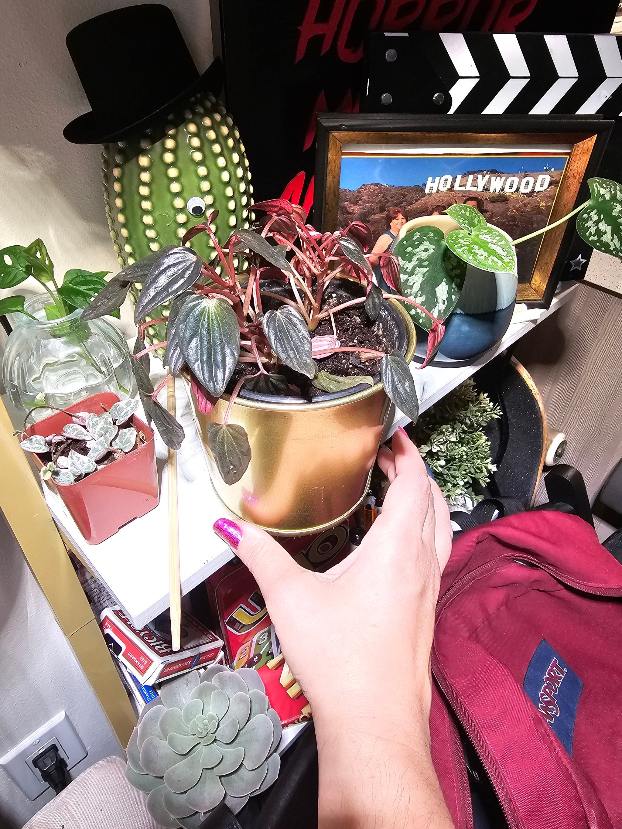 🛑 Why You Shouldn’t Eat Deppe's Peperomia