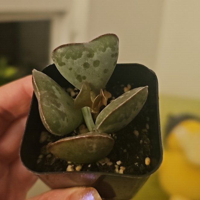 Photo of the plant species Andromischus Triflorus by @dreaarosee named Baesil on Greg, the plant care app