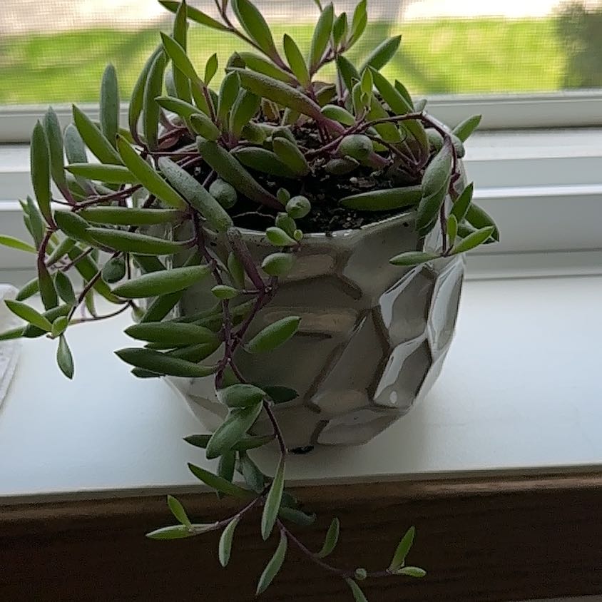 Photo of the plant species Curio herreanus 'Purple Flush' by @GivingOricad named Kardashian on Greg, the plant care app