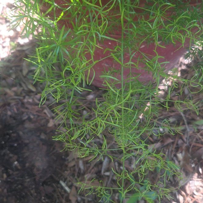 Photo of the plant species Sicklethorn by @SpiffyFlaxsilk named Pax on Greg, the plant care app