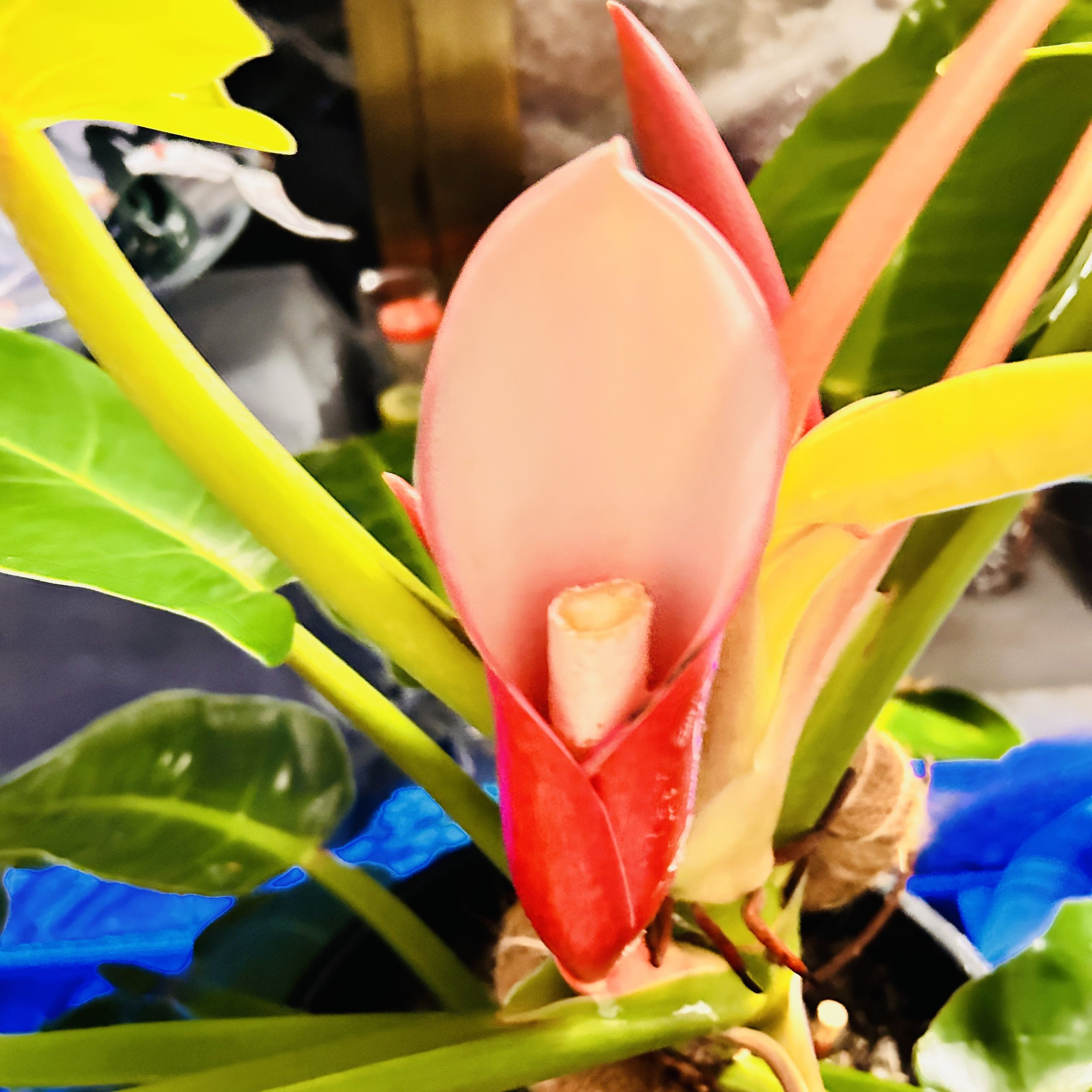 It looks like “Phil” my philodendron is starting to get r...
