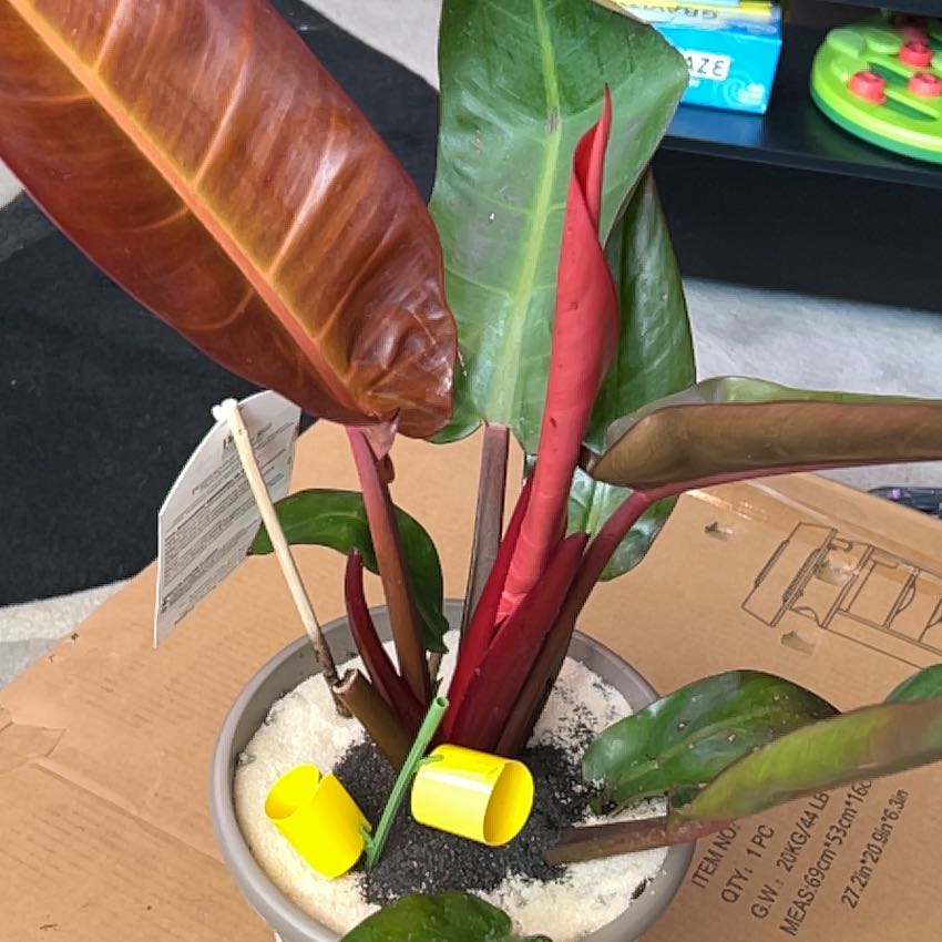 Photo of the plant species Philodendron 'Prismacolor™ Sun Red' by @BP1973 named Phylis  (aka “Red” from the Y & R) on Greg, the plant care app