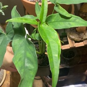Photo of the plant species Syngonium 'Lance Leaf' by @FestalSpinyrush named Oscar on Greg, the plant care app