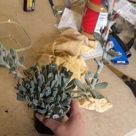 Photo of the plant species Echeveria 'Arabella' by @NurseTreespurge named Homer on Greg, the plant care app